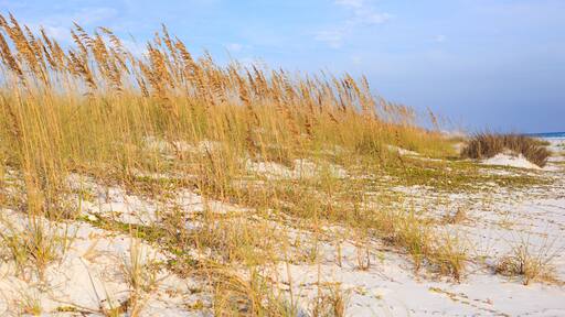 Wild grasses on Henderson state park beach sea coast. Beautiful