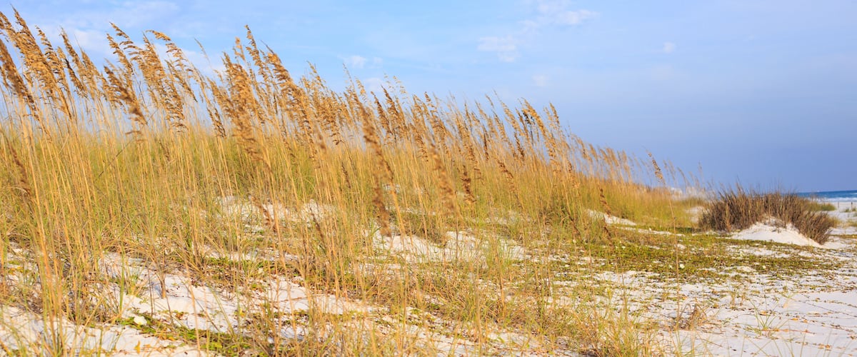 A sandy beach with tall grasses and dunes.