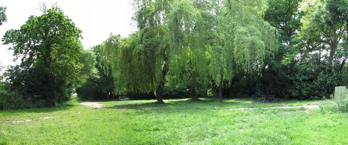 A grassy area with trees and a path.