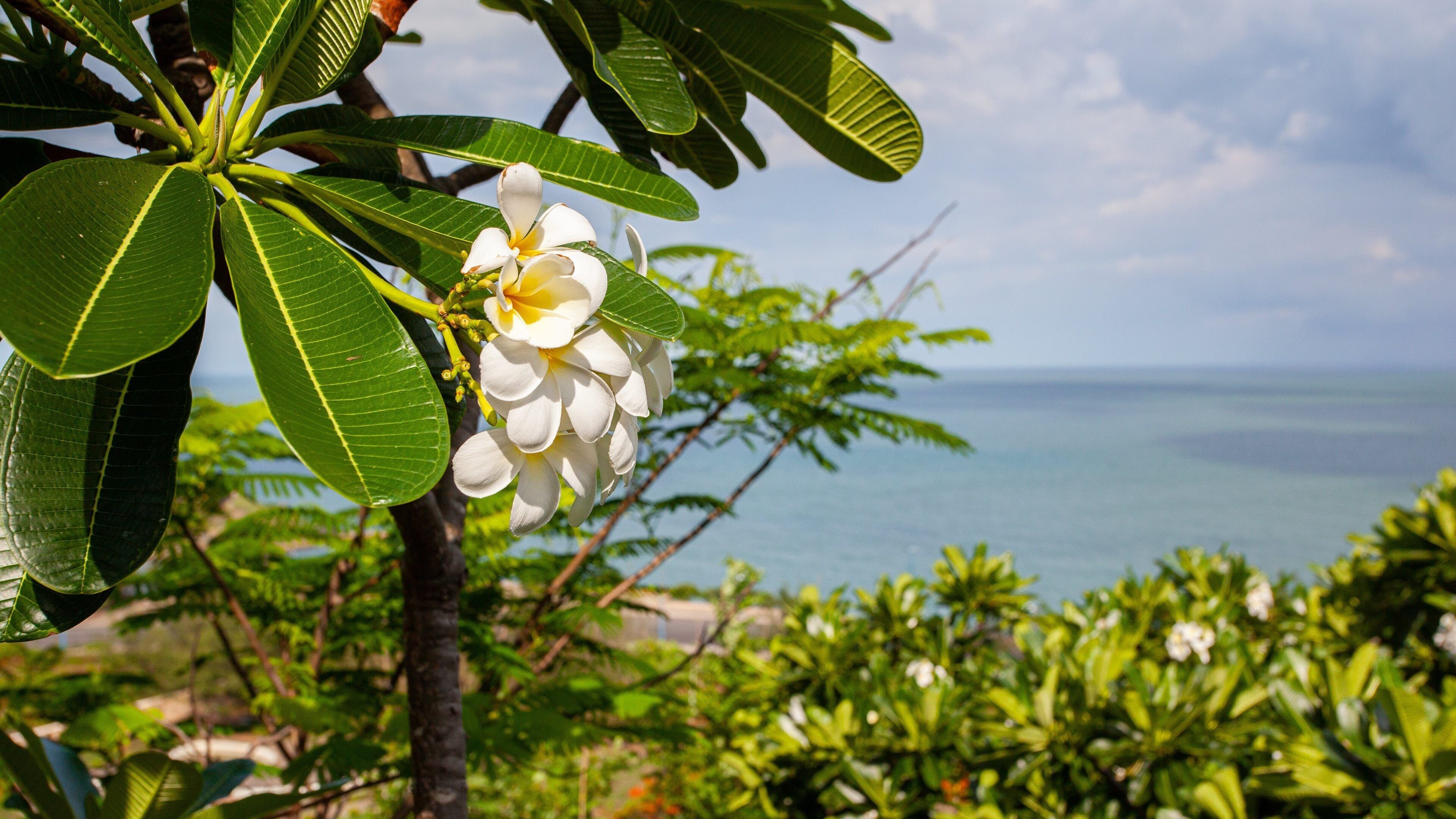 Tuong Dai Chua Kito Vua which includes wildflowers, general coastal views and tropical scenes