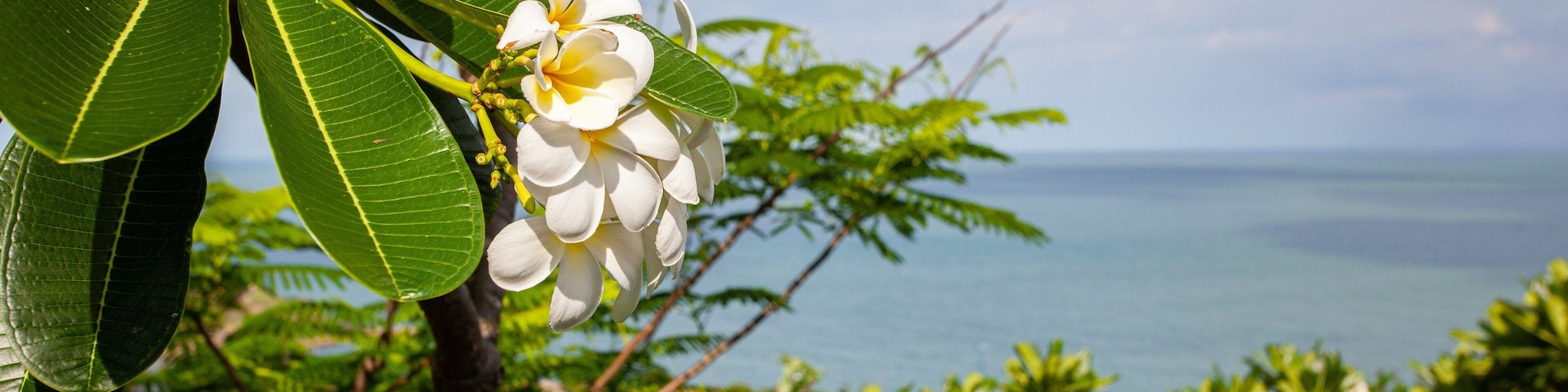 Tuong Dai Chua Kito Vua which includes wildflowers, general coastal views and tropical scenes