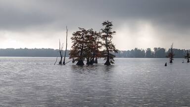 Cypress Trees Reelfoot lake in Tennessee during early morning fog in fall