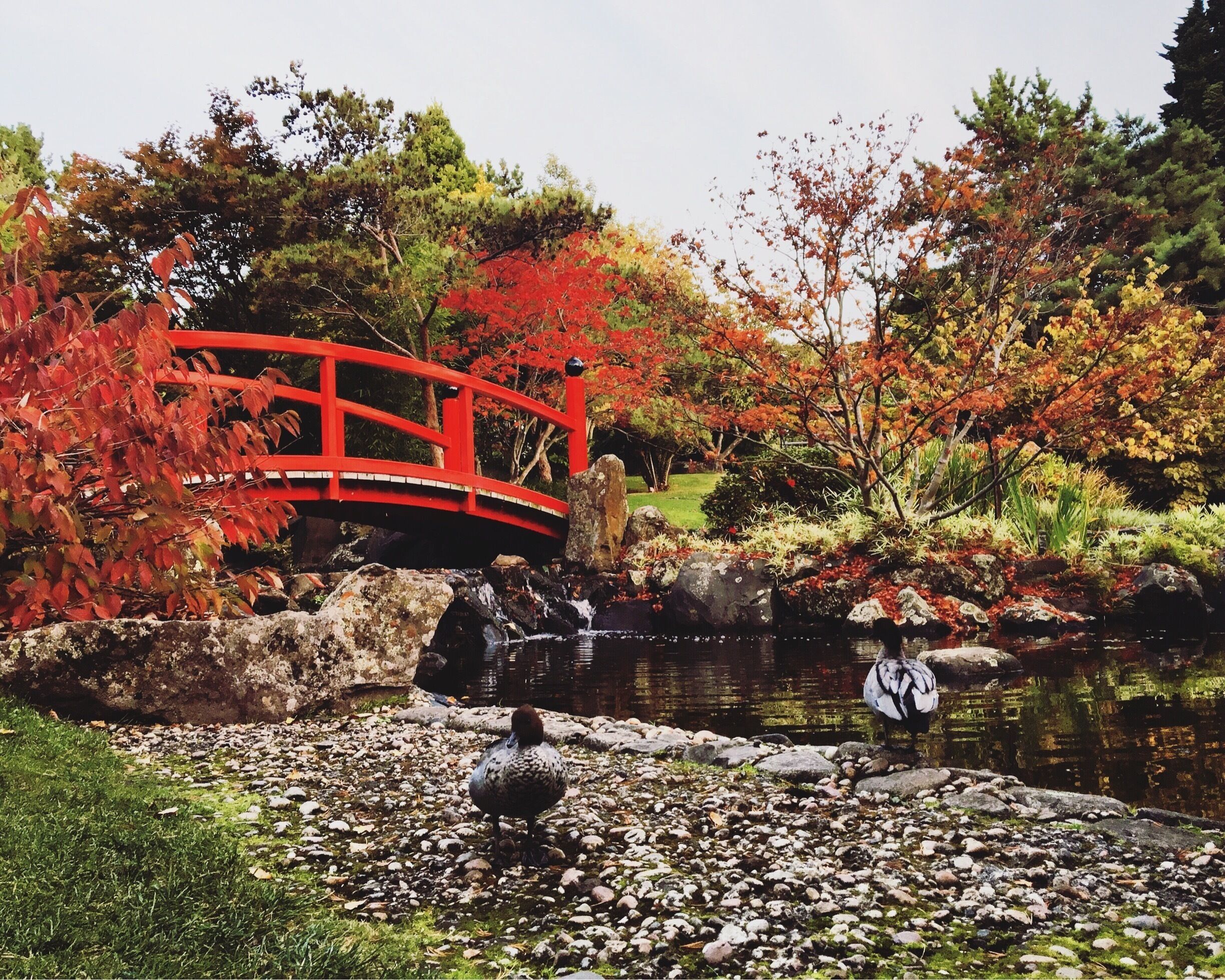 Embracing the vibrant red leaves at the Japanese Garden in the Royal Botanical Garden as we enter winter soon 🍁#autumn #botanicalgarden #japanese