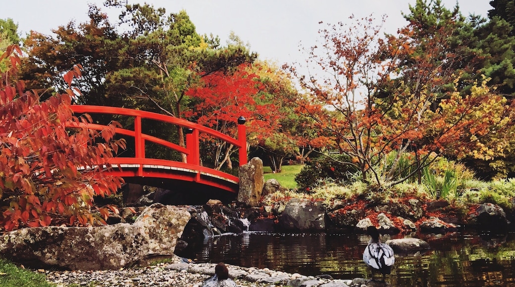 Embracing the vibrant red leaves at the Japanese Garden in the Royal Botanical Garden as we enter winter soon 🍁#autumn #botanicalgarden #japanese