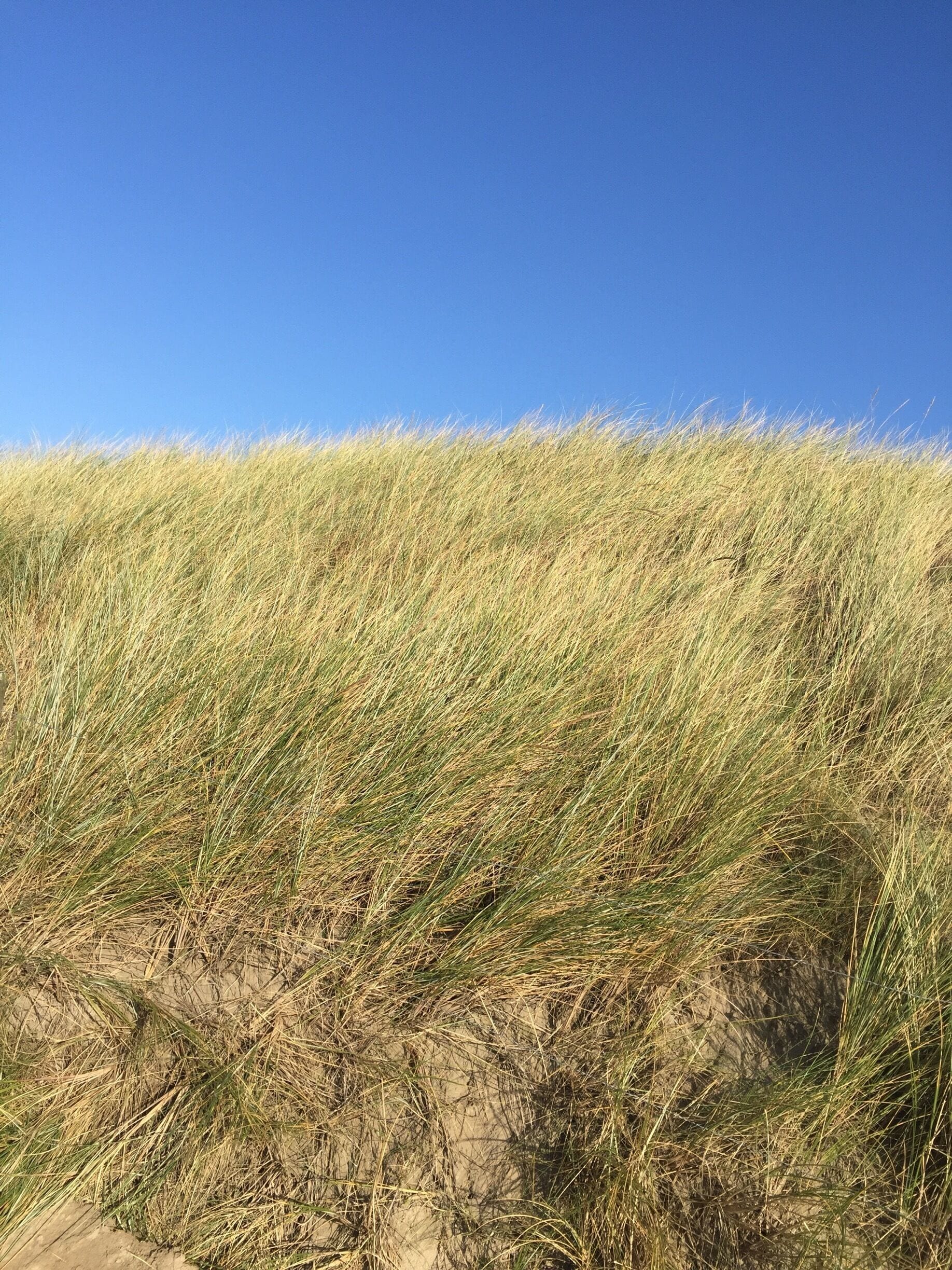On the way to beach a typical dune of the North Sea with fern 