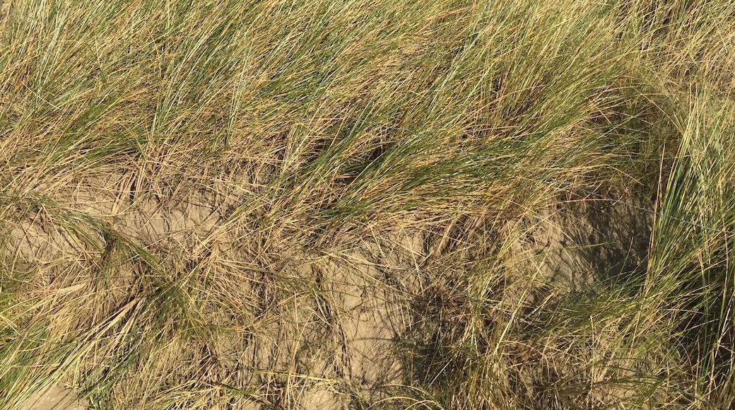 On the way to beach a typical dune of the North Sea with fern