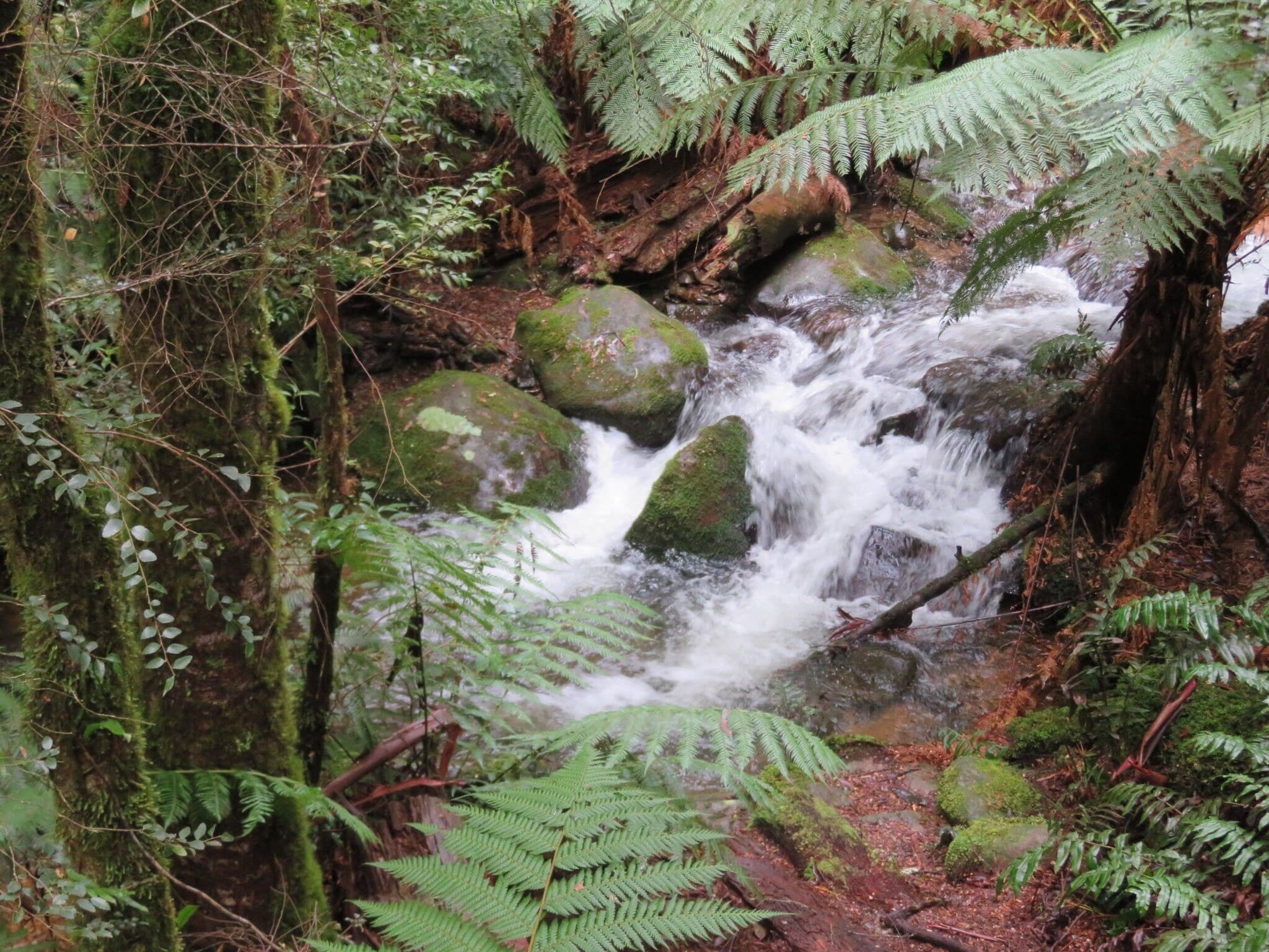 Babbling brook in a Rainforest #adventure