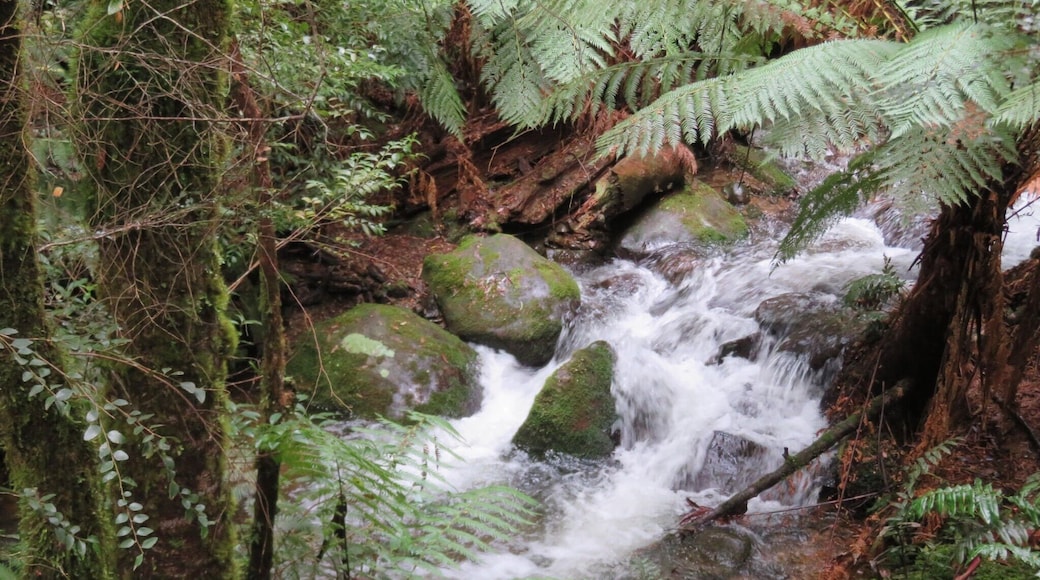 Babbling brook in a Rainforest #adventure