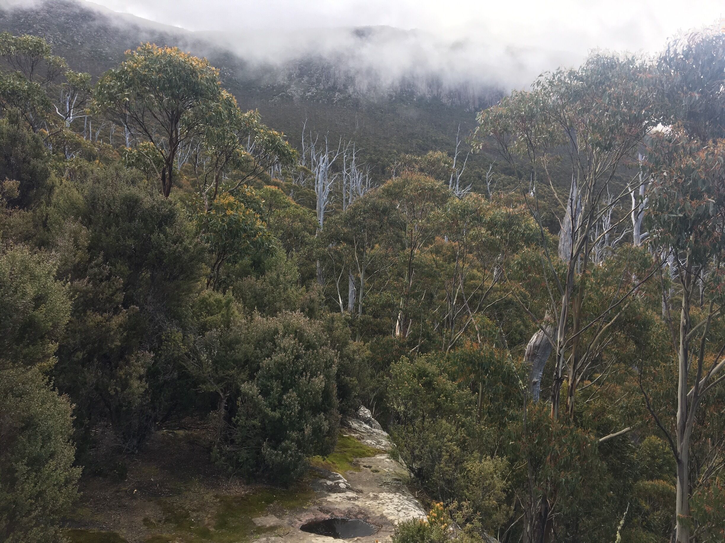 A beautiful place to mountain bike and hike. Not the best signage though so make sure you take a phone with GPS on it and don’t take off too late as the cloud can come in quickly which makes it wet and dark. A lot of walks to choose from 30mins - full day. 