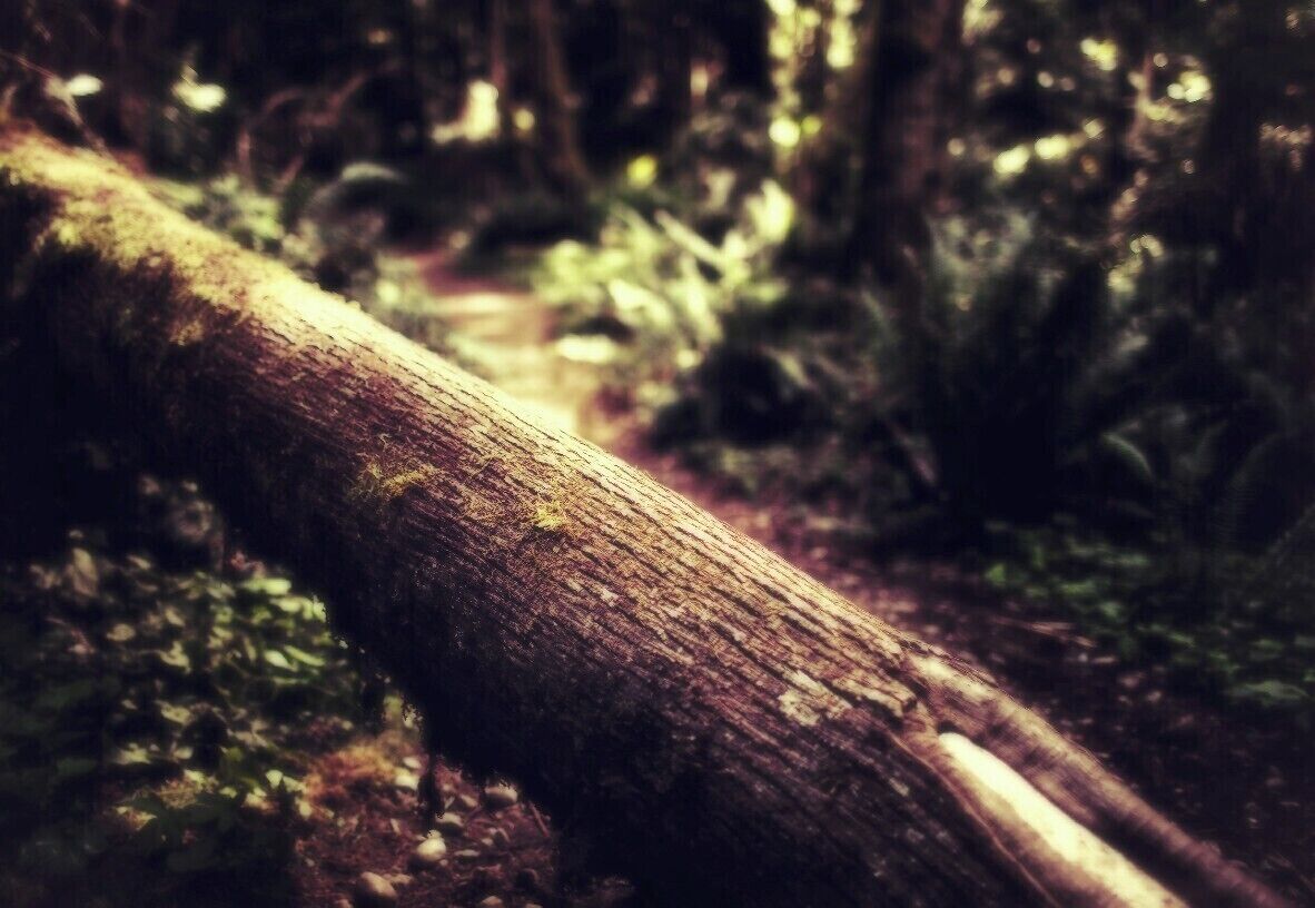"A Path Kissed By Light"
On the Poo Poo Point Trail
Tiger Mountain, WA