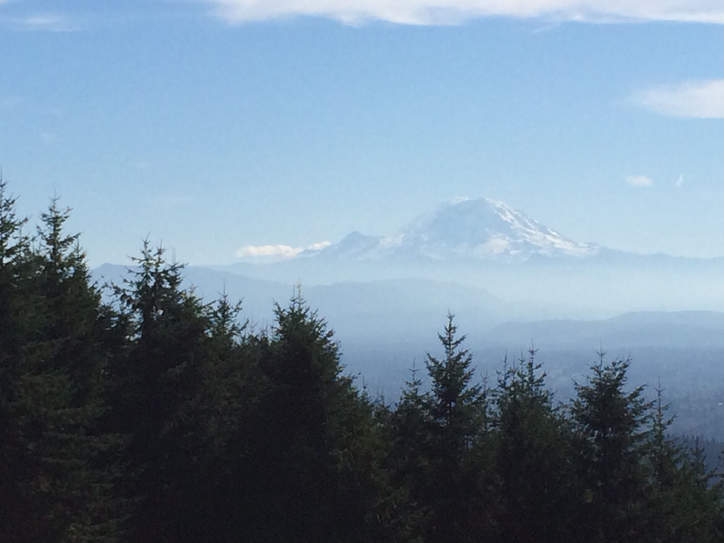 Gorgeous view of Mt Ranier, 3/4 of the way to the top of Tiger Mountain