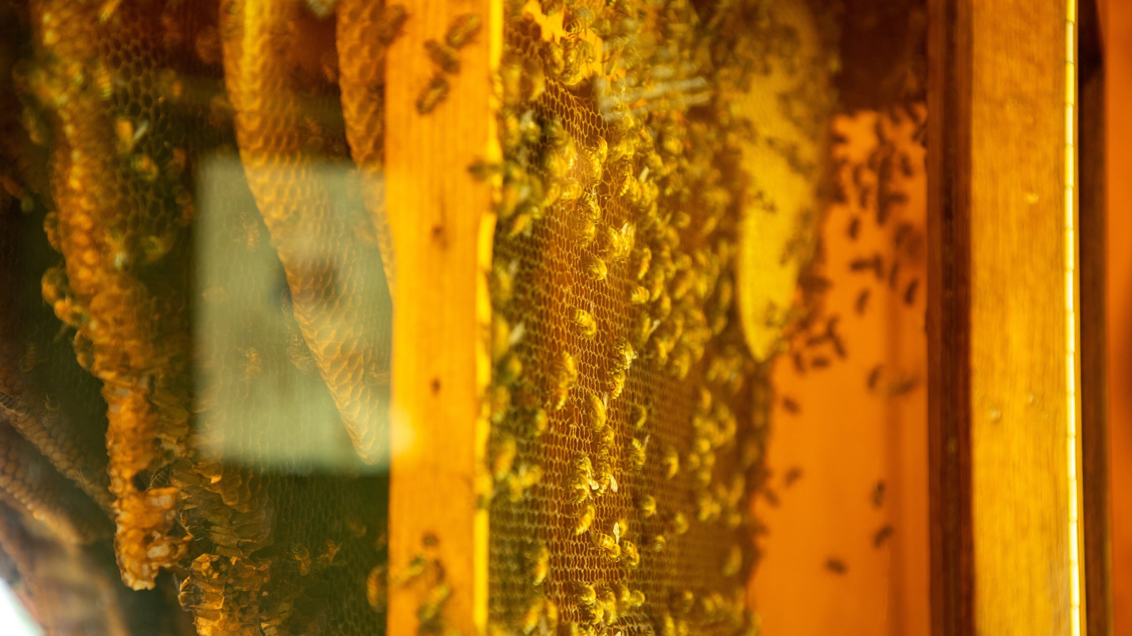 Elachee Nature Science Center