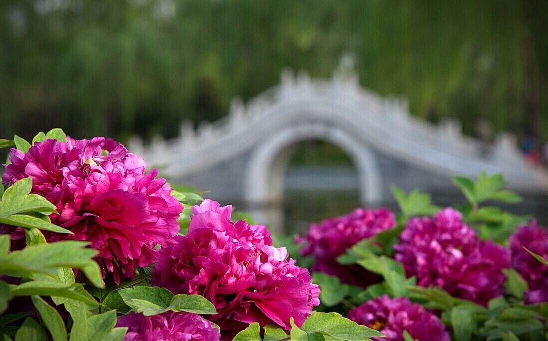 #Peony is the Chinese national flower, symbols of wealth and prosperity. The 35th China Luoyang Peony Festival is beginning, let's meet with beautiful peony together.

https://twitter.com/Beautifulgx