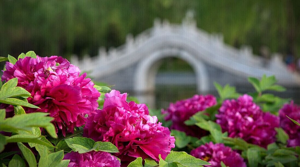 #Peony is the Chinese national flower, symbols of wealth and prosperity. The 35th China Luoyang Peony Festival is beginning, let's meet with beautiful peony together.
https://twitter.com/Beautifulgx