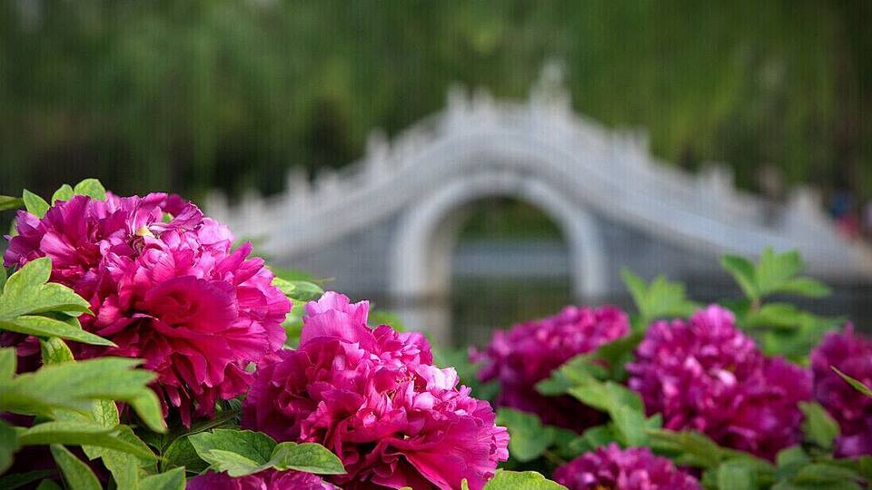 #Peony is the Chinese national flower, symbols of wealth and prosperity. The 35th China Luoyang Peony Festival is beginning, let's meet with beautiful peony together.
https://twitter.com/Beautifulgx