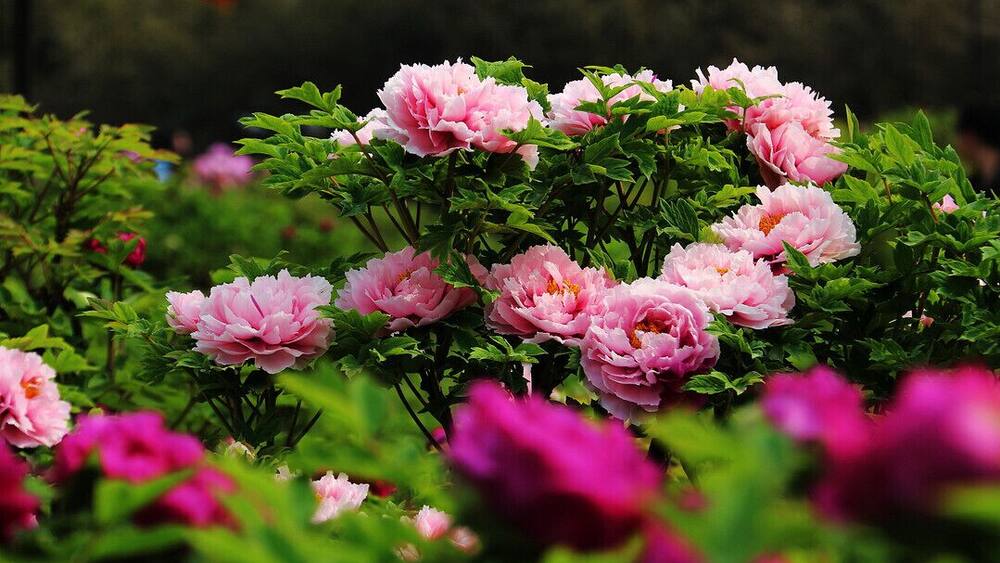 #Peony is the Chinese national flower, symbols of wealth and prosperity. The 35th China Luoyang Peony Festival is beginning, let's meet with beautiful peony together.
https://twitter.com/Beautifulgx