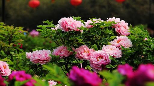 #Peony is the Chinese national flower, symbols of wealth and prosperity. The 35th China Luoyang Peony Festival is beginning, let's meet with beautiful peony together.
https://twitter.com/Beautifulgx
