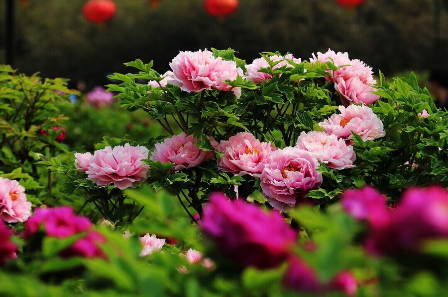 #Peony is the Chinese national flower, symbols of wealth and prosperity. The 35th China Luoyang Peony Festival is beginning, let's meet with beautiful peony together.
https://twitter.com/Beautifulgx