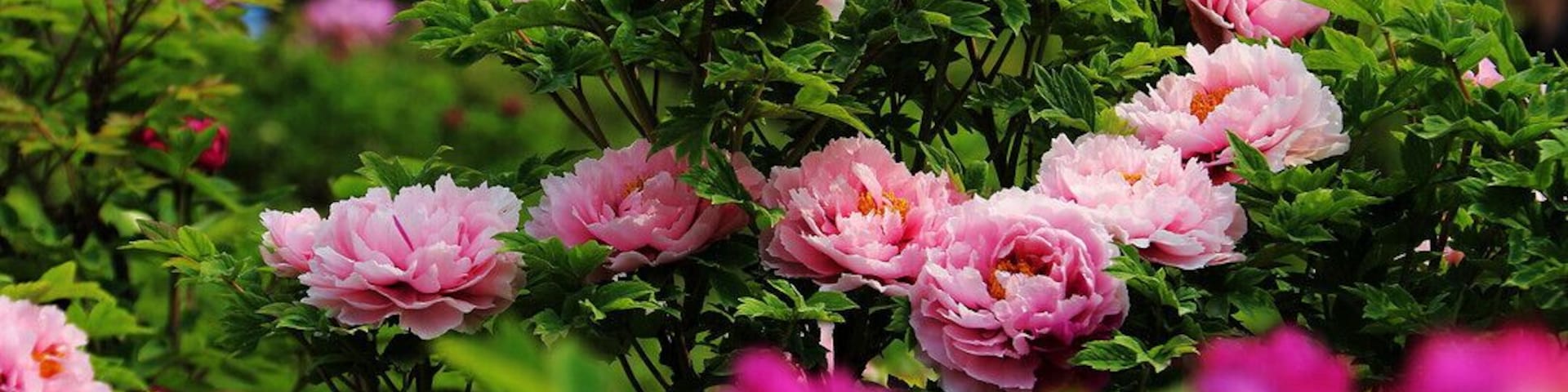 #Peony is the Chinese national flower, symbols of wealth and prosperity. The 35th China Luoyang Peony Festival is beginning, let's meet with beautiful peony together.
https://twitter.com/Beautifulgx