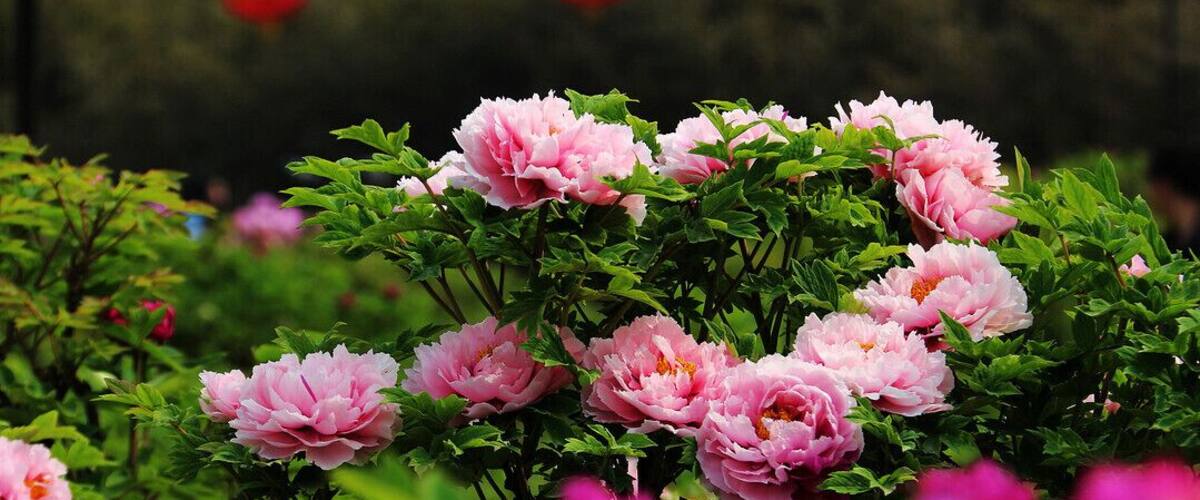 #Peony is the Chinese national flower, symbols of wealth and prosperity. The 35th China Luoyang Peony Festival is beginning, let's meet with beautiful peony together.
https://twitter.com/Beautifulgx