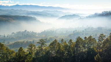 Paisaje de amanecer en Siguatepeque, Comayagua, Honduras. Con niebla y pinos.