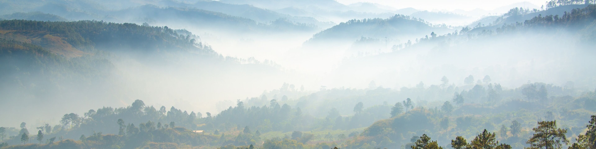 Paisaje de amanecer en Siguatepeque, Comayagua, Honduras. Con niebla y pinos.