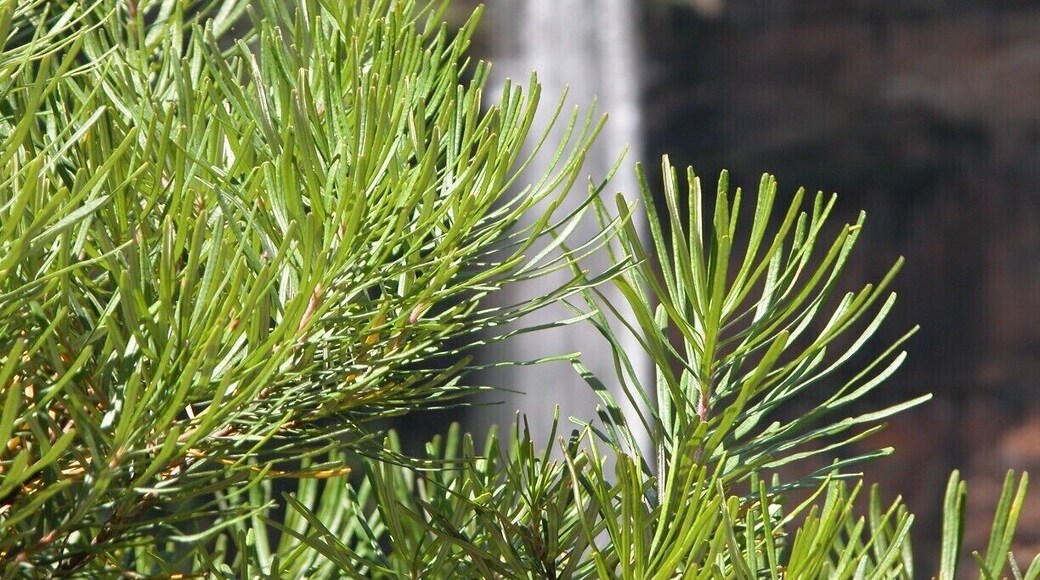 The water fall is not bad!