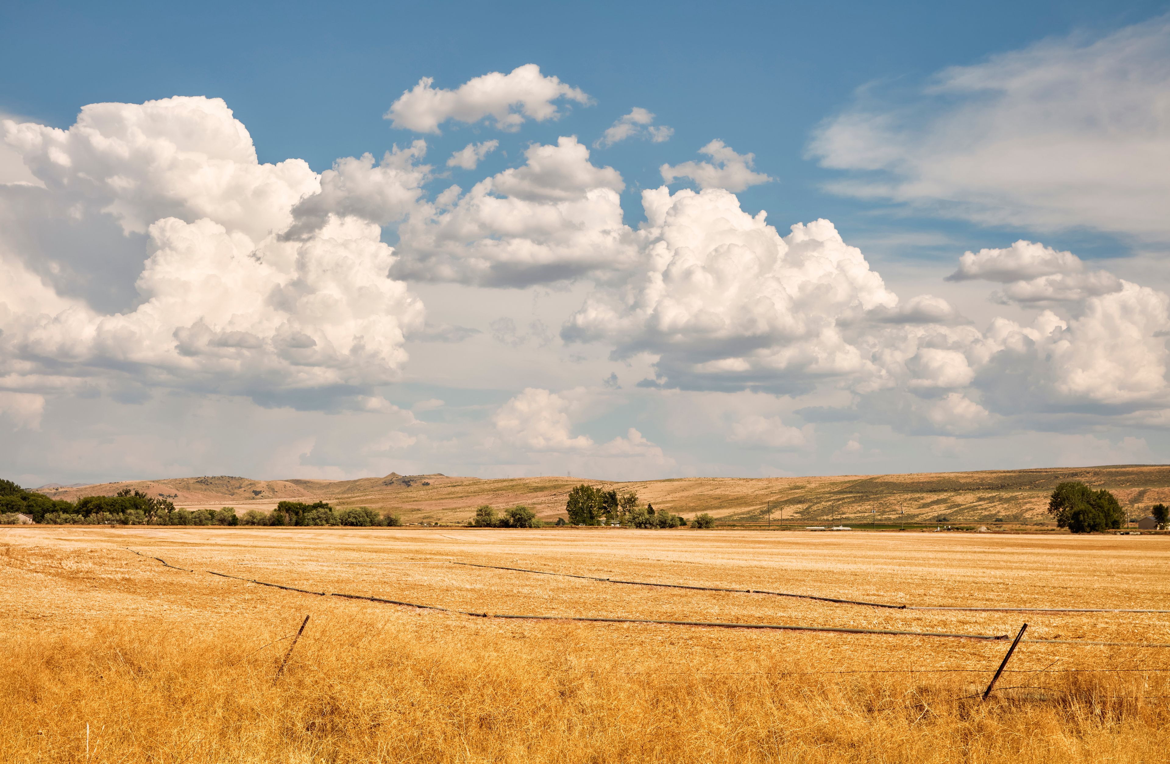Un extenso campo dorado con cielo despejado y nubes esponjosas.