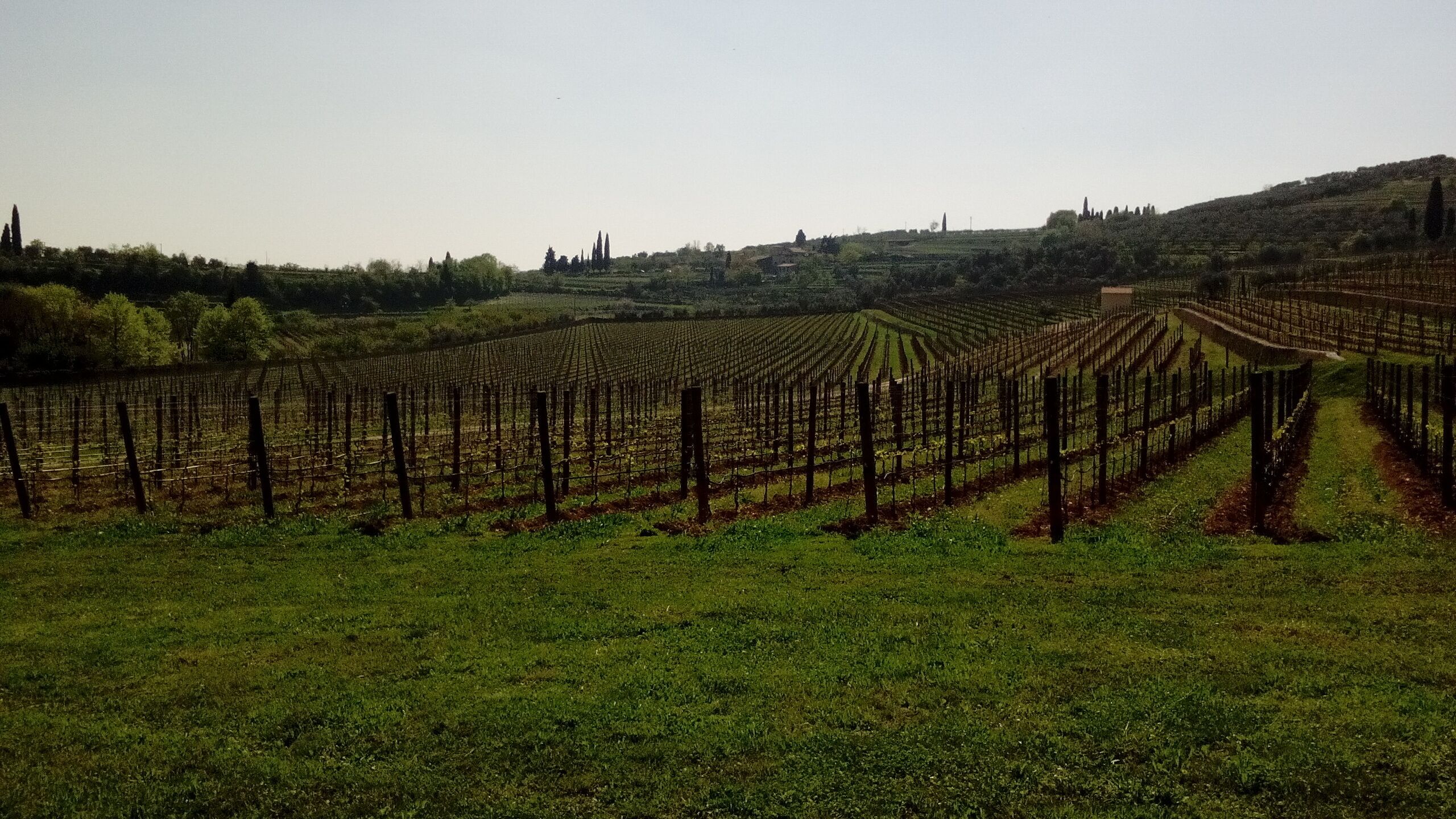 Campagne in Valpolicella.