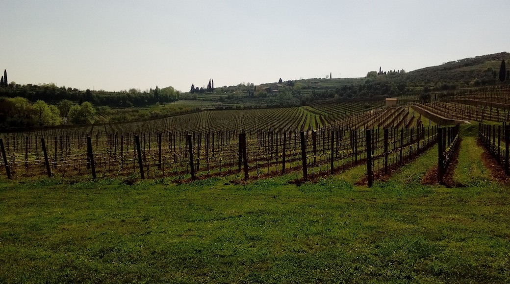 Campagne in Valpolicella.