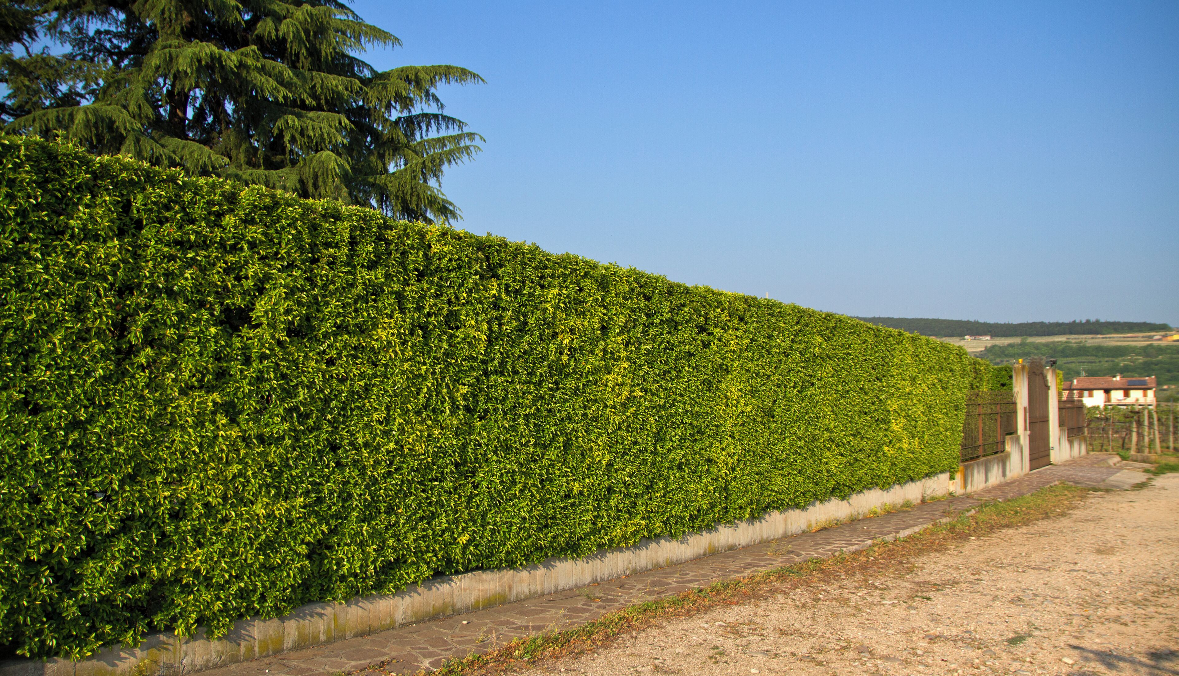 Allegrini vineyard, Fumane VR, Veneto, Italy