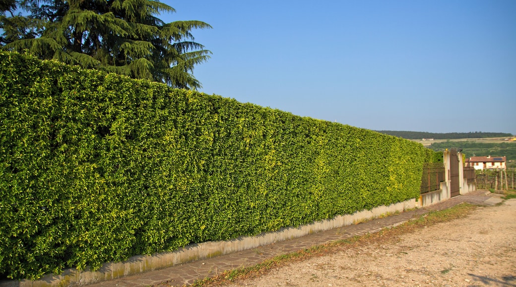Allegrini vineyard, Fumane VR, Veneto, Italy