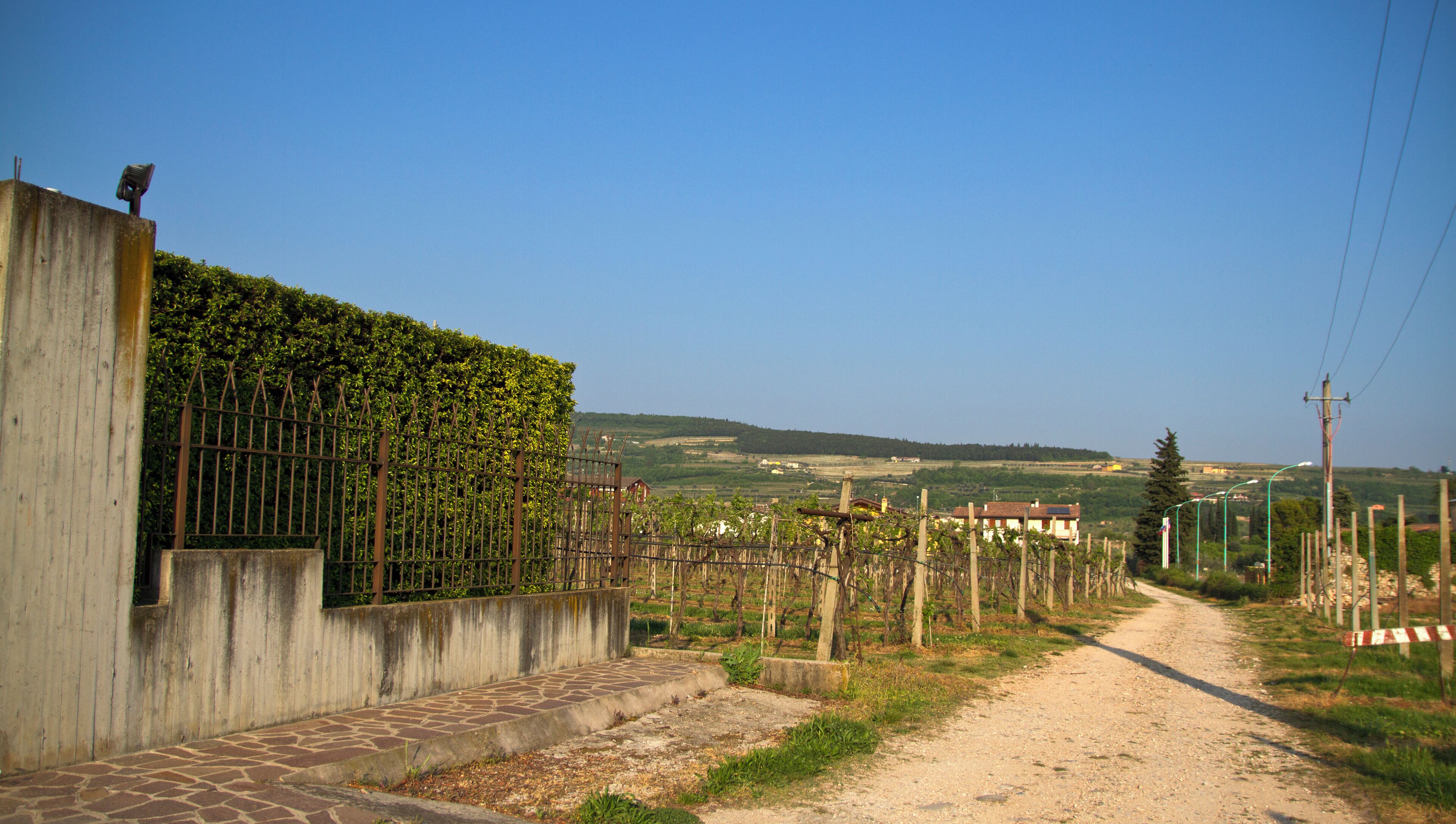 Allegrini vinyard, Fumane, Verona, Veneto, Italy