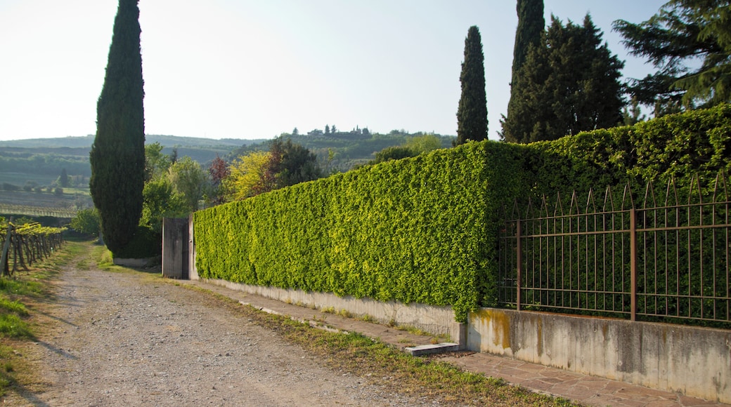 Allegrini vinyard, Fumane, Verona, Veneto, Italy