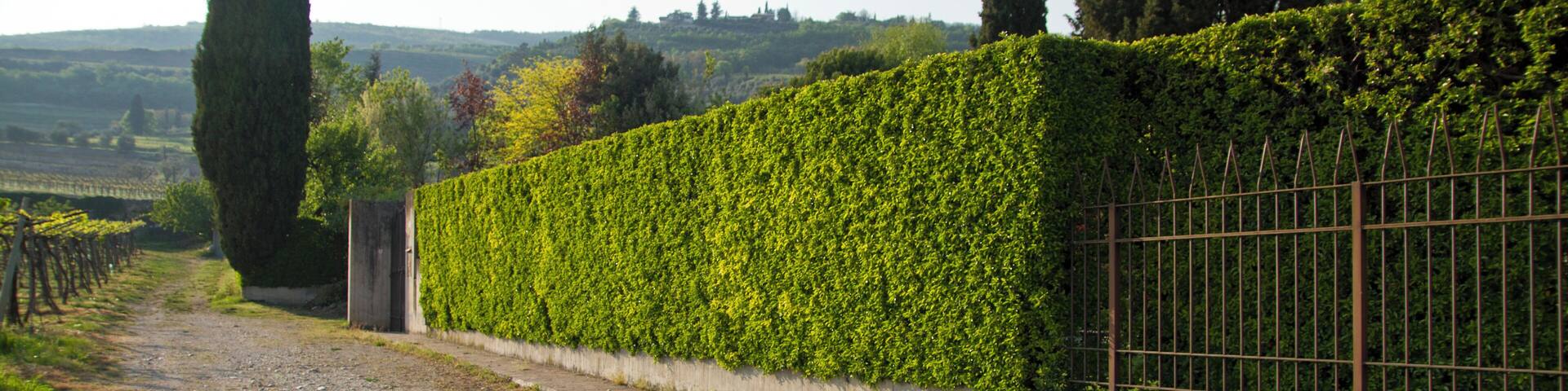 Allegrini vinyard, Fumane, Verona, Veneto, Italy