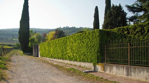 Allegrini vinyard, Fumane, Verona, Veneto, Italy