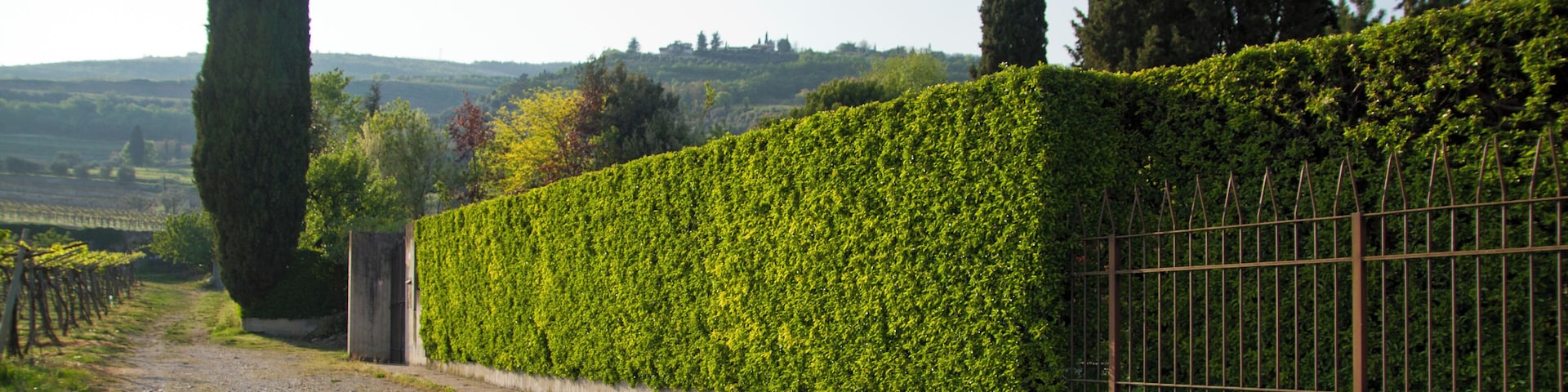 Allegrini vinyard, Fumane, Verona, Veneto, Italy