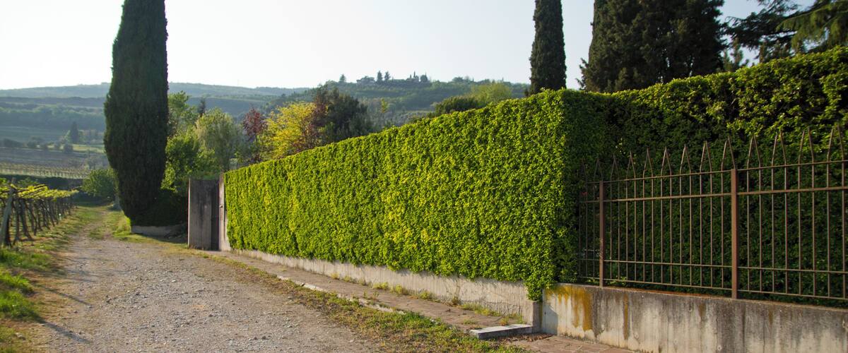 A gravel path alongside a neatly trimmed hedge, with tall trees and a distant landscape.