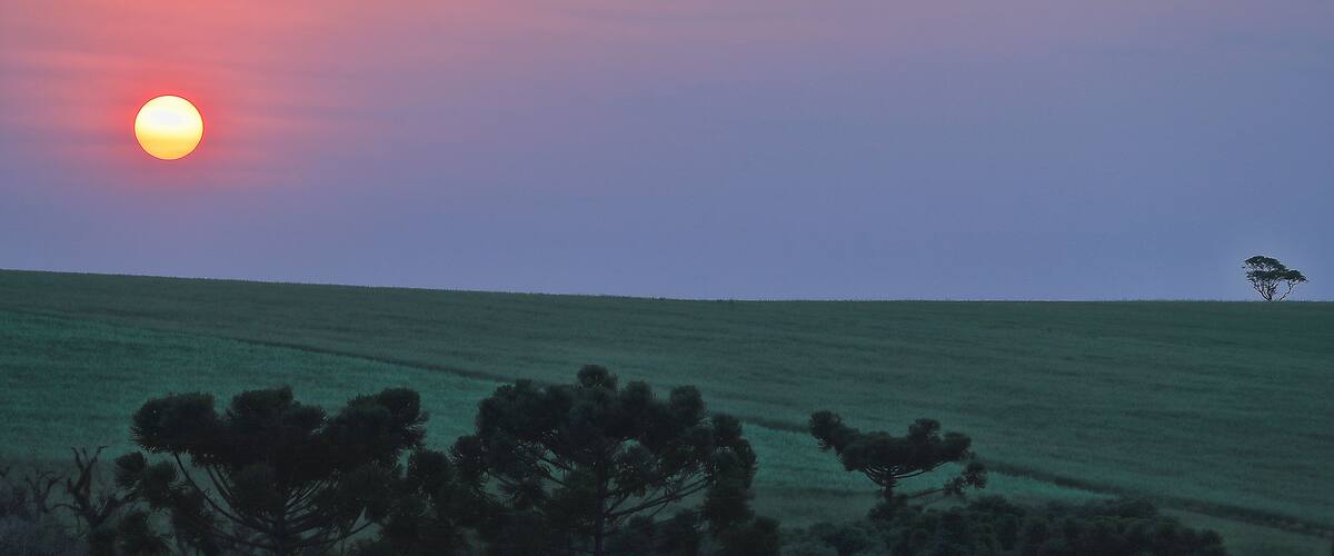 A sunset over a grassy field with a lone tree in the distance.
