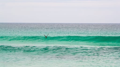 Foguete-stranden som viser bølger og kyst