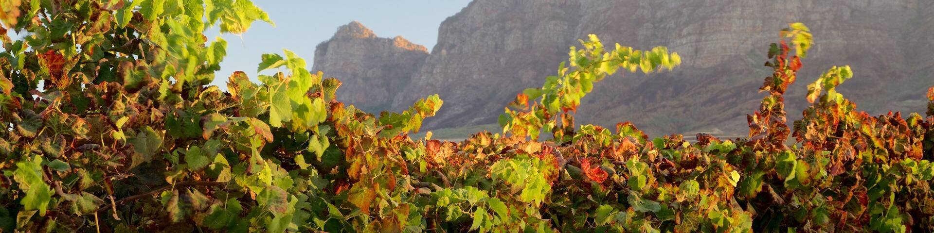 Vrede en Lust Winery