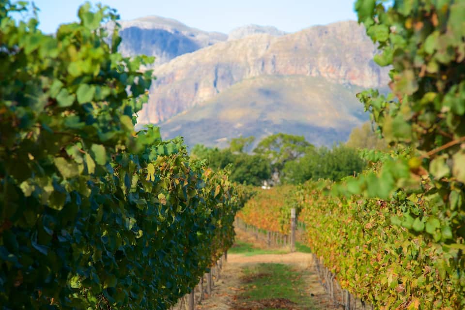 A vineyard with rows of grapevines and a mountain range in the background.