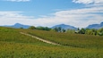 A vineyard with rows of grapevines, a dirt path, and mountains in the background.