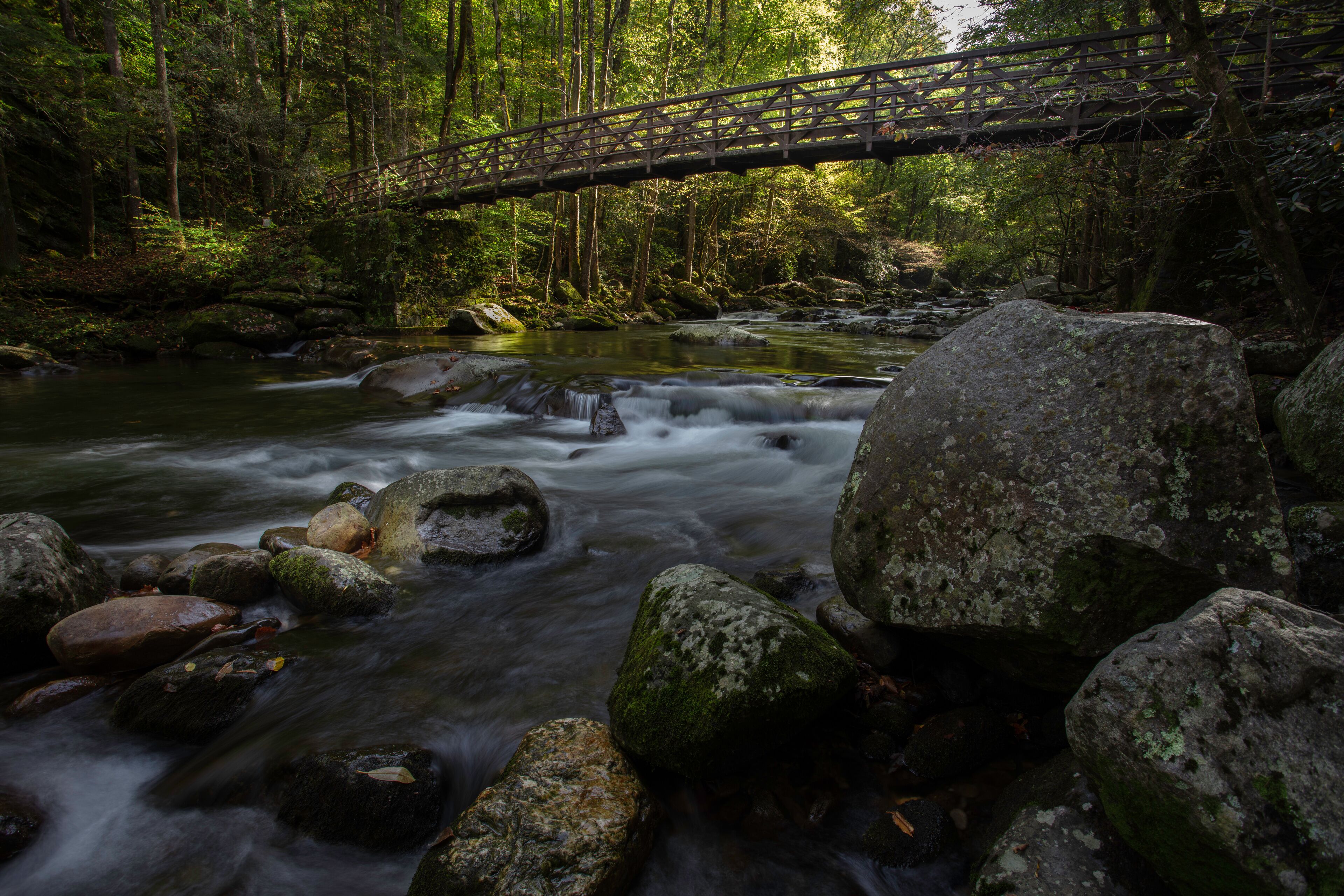 A forested river with a wooden bridge.