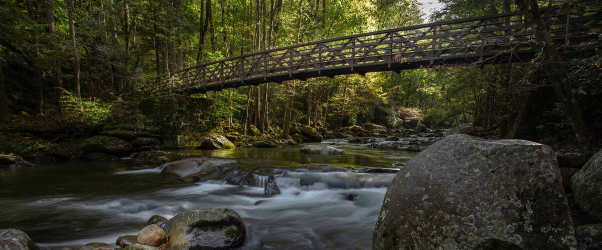 A forested river with a wooden bridge.