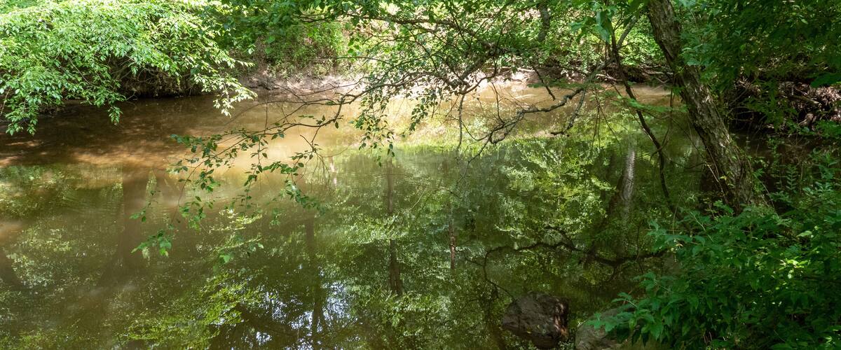 A forested river with rocks and dense foliage.