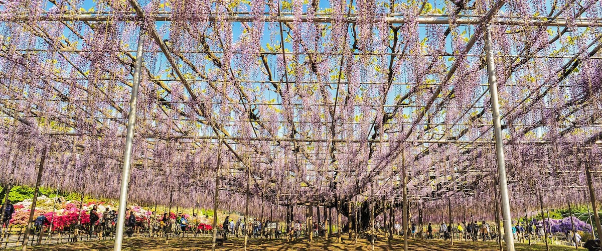 Landscape View of The Great Wisteria Blooming Like a Waterfall at Ashikaga Flower Park, Tochigi Prefecture, Japan; Shutterstock ID 777850066; Purchase Order: -