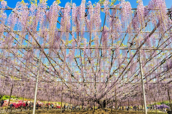 Landscape View of The Great Wisteria Blooming Like a Waterfall at Ashikaga Flower Park, Tochigi Prefecture, Japan; Shutterstock ID 777850066; Purchase Order: -