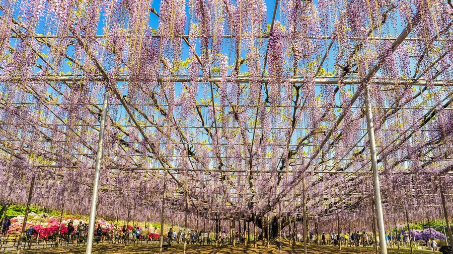 Landscape View of The Great Wisteria Blooming Like a Waterfall at Ashikaga Flower Park, Tochigi Prefecture, Japan; Shutterstock ID 777850066; Purchase Order: -