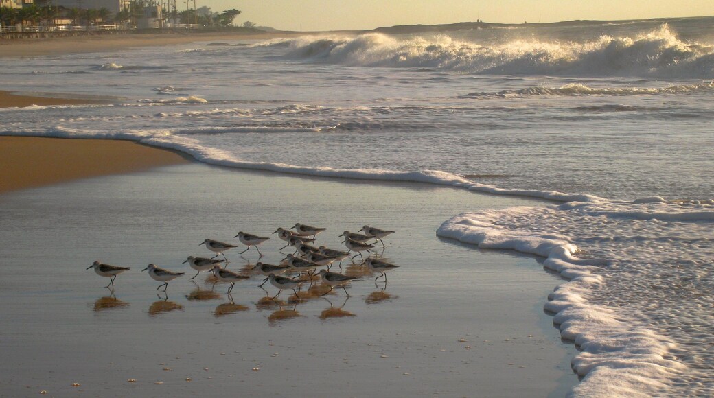Seabirds Feeding at Dawn on Cavaleiros Beach, RJ, Brazil